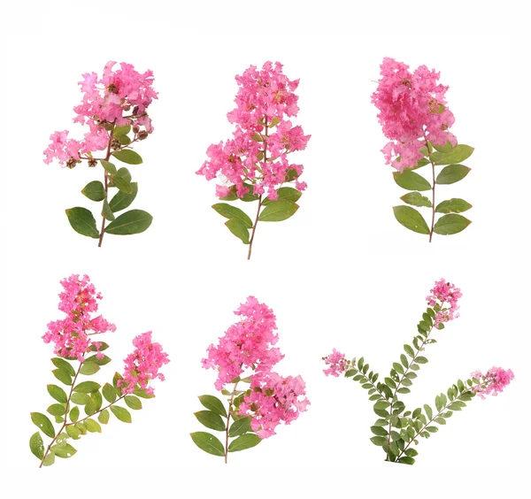 Crêpe myrtle bloemen — Stockfoto