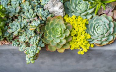 Bir saksının içindeki minyatür sulu bitkiler.