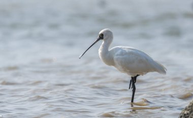 Shenzhen, Çin 'deki Waterland' da Siyah Yüzlü Spoonbill.