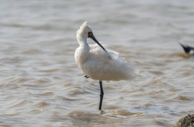 Shenzhen, Çin 'deki Waterland' da Siyah Yüzlü Spoonbill.