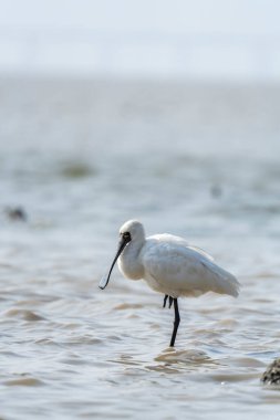 Shenzhen, Çin 'deki Waterland' da Siyah Yüzlü Spoonbill.