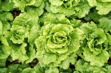 marul sebze salatası kırsal tarım arazilerinde büyüyen    