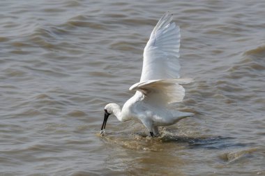 Shenzhen, Çin 'deki Waterland' da Siyah Yüzlü Spoonbill.