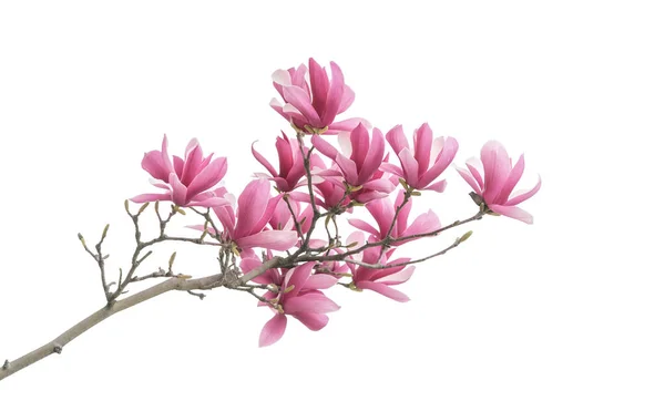 Magnolia Fleur Printemps Branche Isolé Sur Fond Blanc — Photo