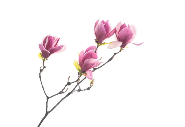 Magnolia Fleur Printemps Branche Isolé Sur Fond Blanc — Photo