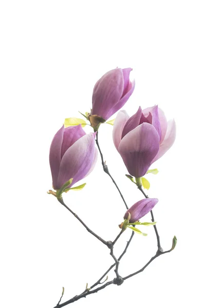 Magnolia Blomma Våren Gren Isolerad Vit Bakgrund — Stockfoto