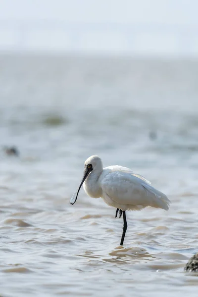 Black Faced Spoonbill Waterland Shenzhen China — Stock Photo, Image
