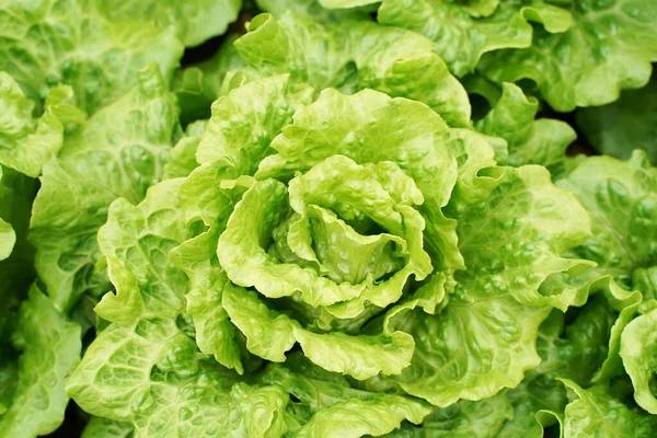 Salada Alface Vegetal Cultivada Terras Rurais — Fotografia de Stock