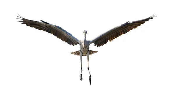 Gri Balıkçıl Beyaz Arkaplanda Izole Edildi — Stok fotoğraf