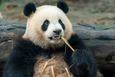 Panda bambu yiyor. Nadir ve nesli tükenmekte olan siyah ve beyaz ayı..