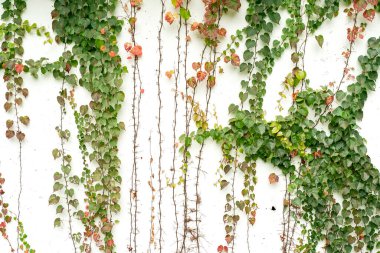 sarmaşık beyaz arkaplanda izole edildi