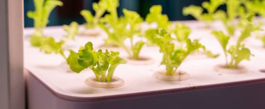 LED Light Indoor çiftliği ve tarım teknolojisi ile organik hidrofonik sebze yetiştiriliyor.