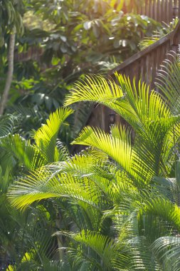 Güneş ışığında yeşil palmiye yaprağı