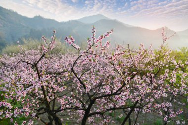Kırsal alan, Şeftali çiçeği Shaoguan bölgesinde, guangdong, Çin