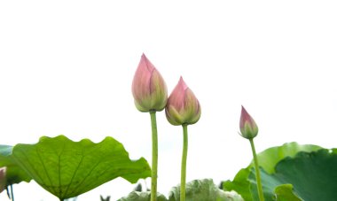 Lotus izole beyaz zemin üzerine.