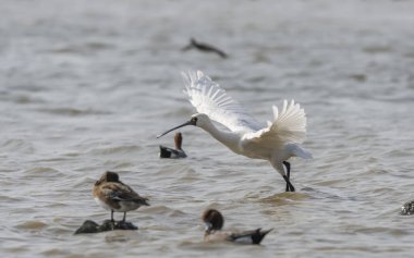 Shenzhen, Çin 'deki Waterland' da Siyah Yüzlü Spoonbill.