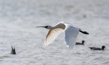 Shenzhen, Çin 'deki Waterland' da Siyah Yüzlü Spoonbill.