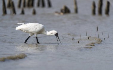 Shenzhen, Çin 'deki Waterland' da Siyah Yüzlü Spoonbill.