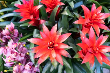 Bahçede açan kırmızı ananas çiçeği, bromeliad çiçeği.