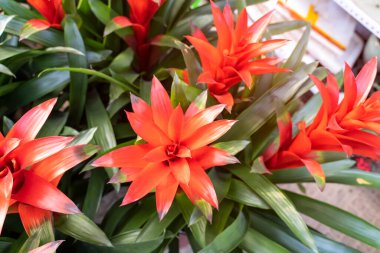 Bahçede açan kırmızı ananas çiçeği, bromeliad çiçeği.