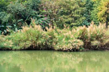 Reed bataklıkta takip ediyor.