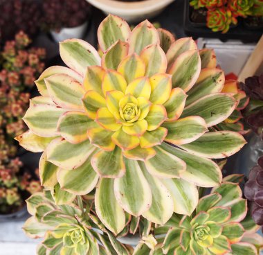 Dekorasyon için lezzetli kaktüsler. Kaktüs, saksıda sulu olur..                            