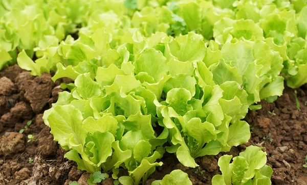 田舎の農地で育つレタス野菜サラダ — ストック写真