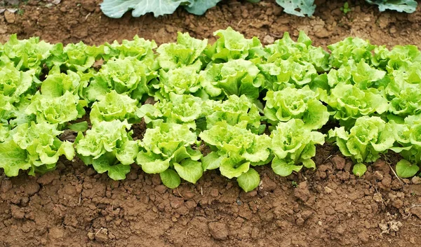 Salada Alface Vegetal Cultivada Terras Rurais — Fotografia de Stock