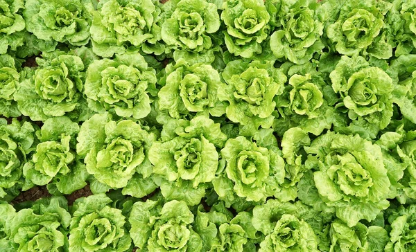 Saláta Zöldségsaláta Vidéki Termőföld — Stock Fotó