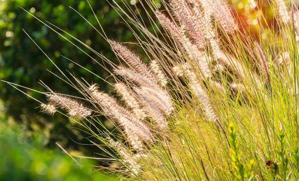 Bulrushes Sunlight Sunset — Stockfoto