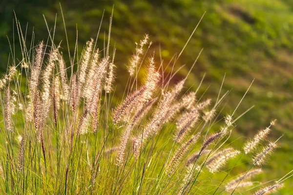 Bulrushes Sunlight Sunset — Stock Photo, Image