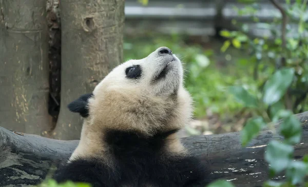 Panda Portresi Yakından Şirin Çin Hayvanları Pandanın Kafasının Görüntüsünü Kapat — Stok fotoğraf