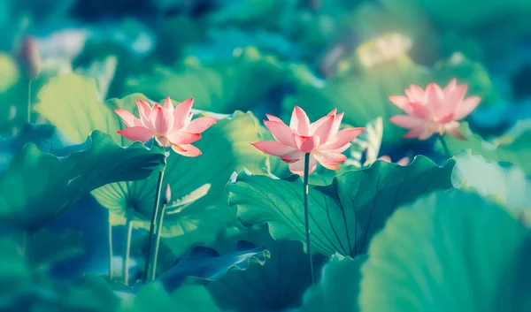 緑の葉をした夏の池に蓮の花を咲かせ — ストック写真
