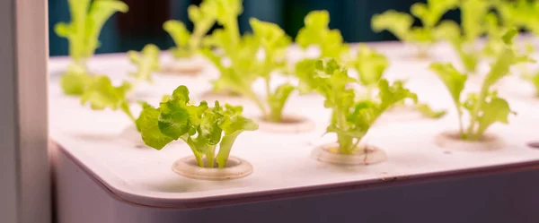 Органічні Гідропонічні Овочі Ростуть Світлодіодною Світлодіодною Фермою Приміщенні Сільськогосподарська Технологія — стокове фото