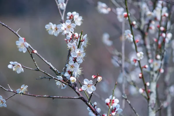 庭の白い梅の花 — ストック写真