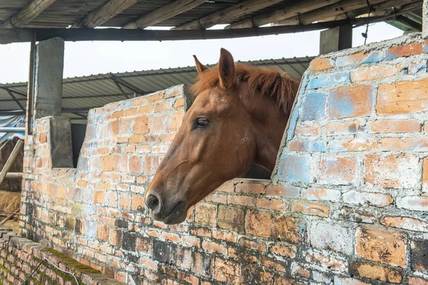 Primo Piano Della Testa Dei Cavalli Nella Stalla — Foto Stock