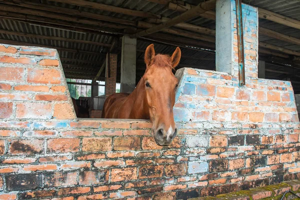 Fechar Cabeça Cavalos Estábulo — Fotografia de Stock
