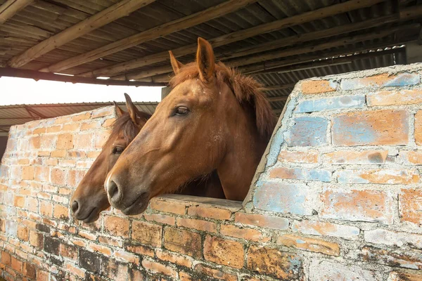 Fechar Cabeça Cavalos Estábulo — Fotografia de Stock