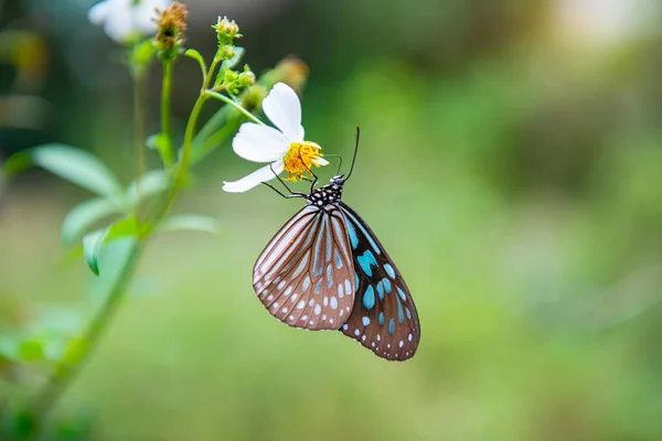 庭の花のクローズ アップの蝶 — ストック写真