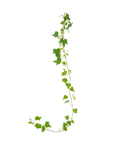 Větev Zeleného Břečťanu Bílém Pozadí — Stock fotografie