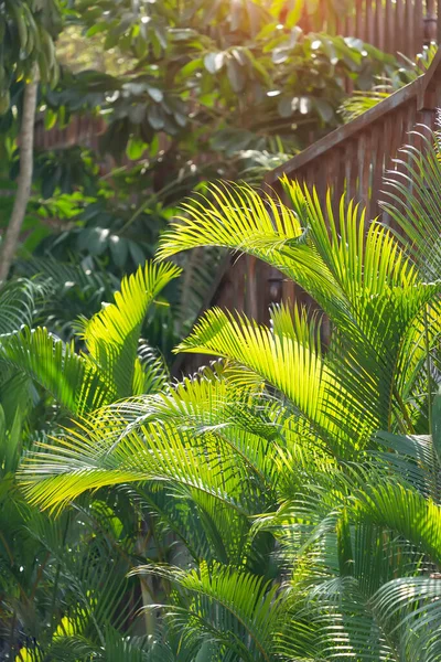 Zelený Palmový List Slunci — Stock fotografie