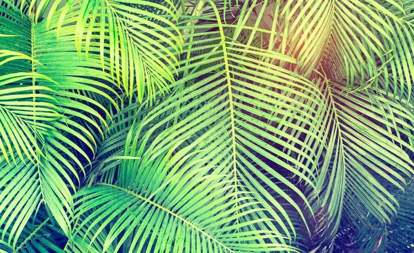 Zelený Palmový List Slunci — Stock fotografie