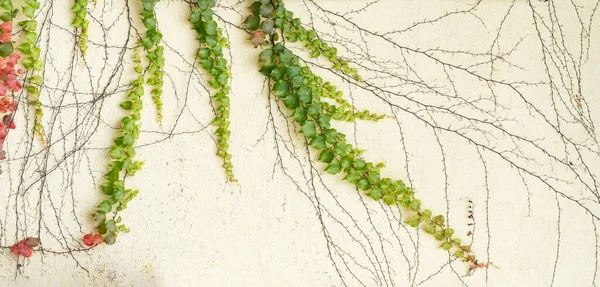 Feuilles Colorées Fall Ivy Creeper Sur Mur Une Maison — Photo