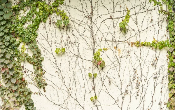 Spadek Ivy Creeper Kolorowe Liście Ścianie Domu — Zdjęcie stockowe