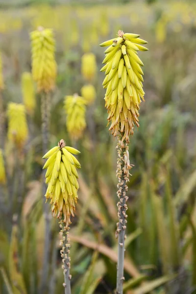 Wysoki Żółty Aloes Vera Kwiaty Kolec — Zdjęcie stockowe