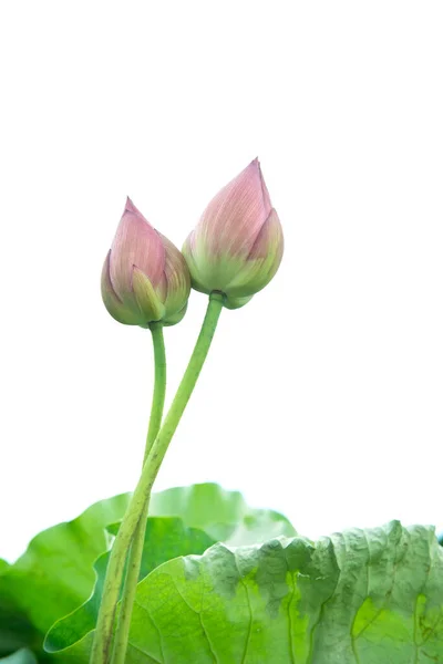 Lotus Isolated White Background — Stock Photo, Image