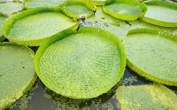 Teratai Mengambang Besar Giant Amazon Water Lily Victoria Amazonia Daun — Stok Foto
