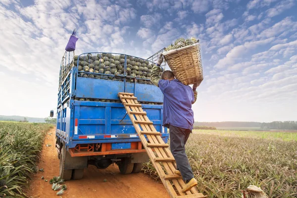 Vrachtwagen Volledig Geladen Met Verse Ananassen Werknemers Die Vervoeren — Stockfoto