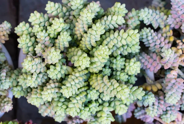 Miniature Succulent Plants Succulent Cactus Garden — Stock Photo, Image