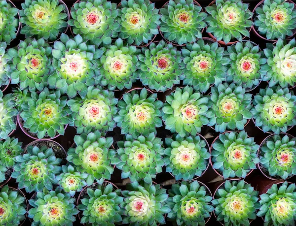 Piante Succulente Miniatura Cactus Succulento Giardino — Foto Stock